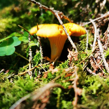 Miuti Triberg im Schwarzwald